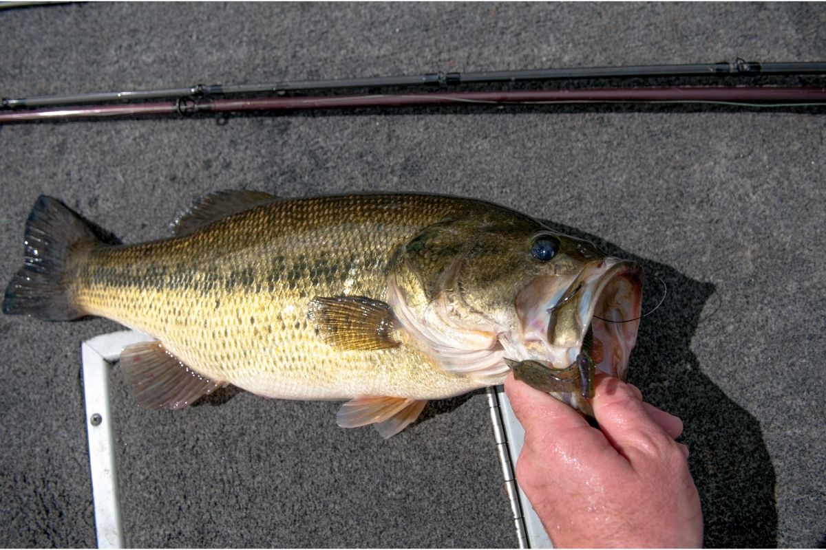 Are Largemouth Bass Good To Eat?