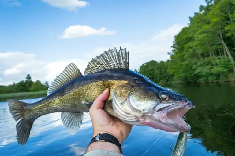 Bottom Bouncing Rig For Walleye (Everything You Need To Know) - Irvine Lake