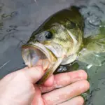 Can You Eat Bass Fish