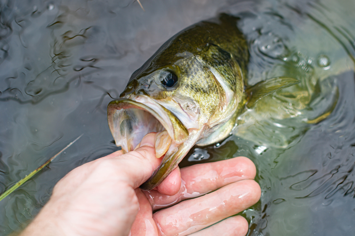 Can You Eat Bass and Should You? (Is It Safe?)
