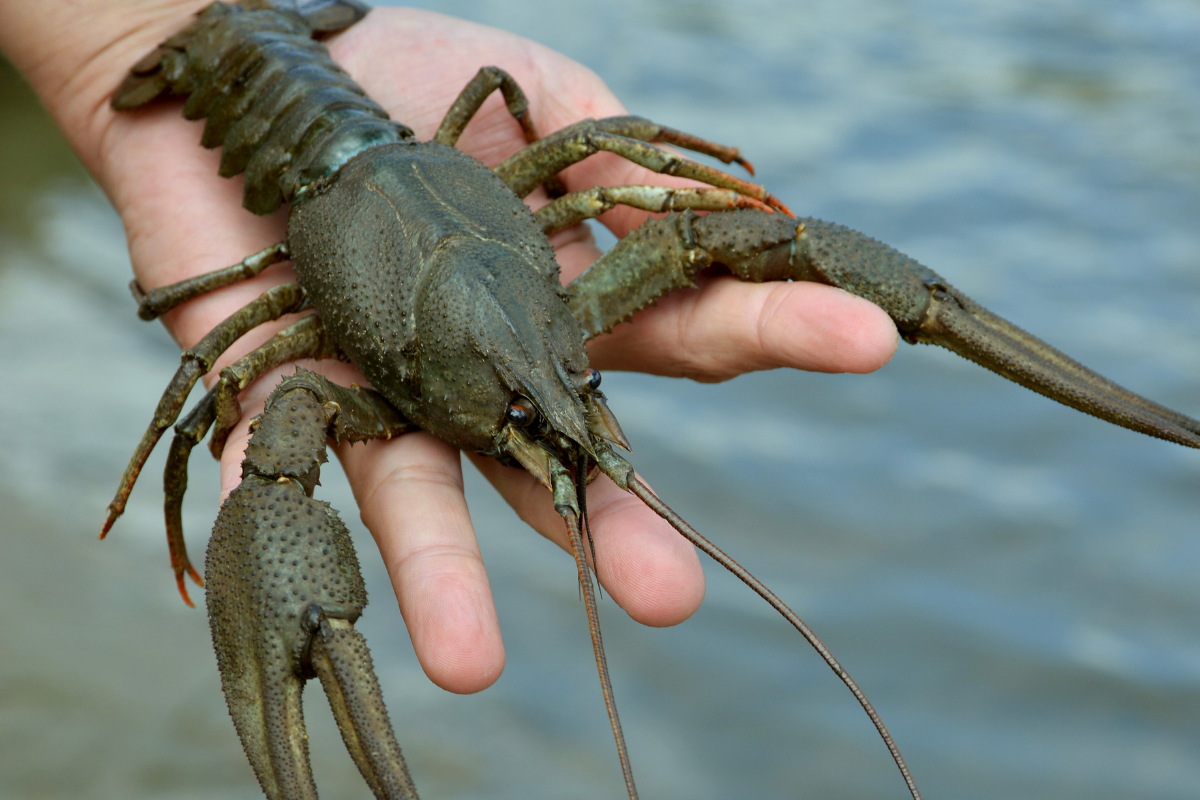 How To Catch Crawfish A Guide Irvine Lake