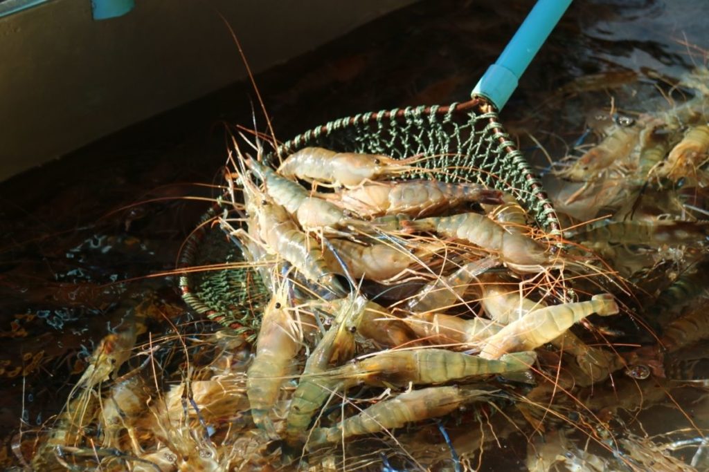 Suitable Locations To Fish With Live Shrimp