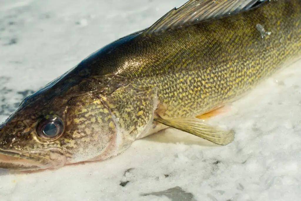 Walleye Teeth Facts Everything You Need To Know