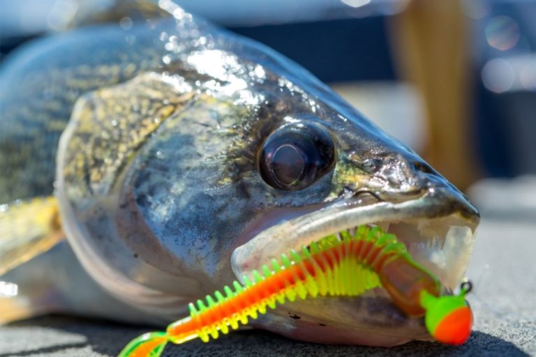 Walleye Teeth Facts Everything You Need To Know Irvine Lake