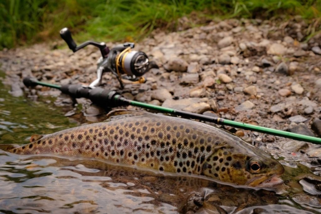 What Should You Use When Fishing For Trout In A River