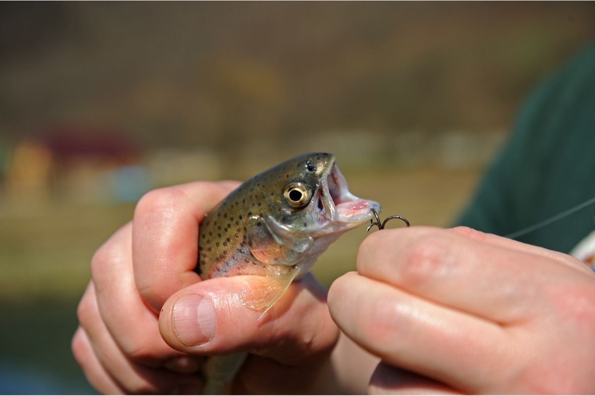What Size Hook To Use For Trout Fishing (Detailed Guide) Irvine Lake