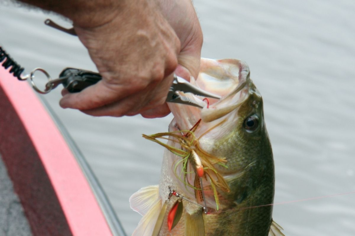 Pond Fishing Tips Catch Bass, Catfish, And More