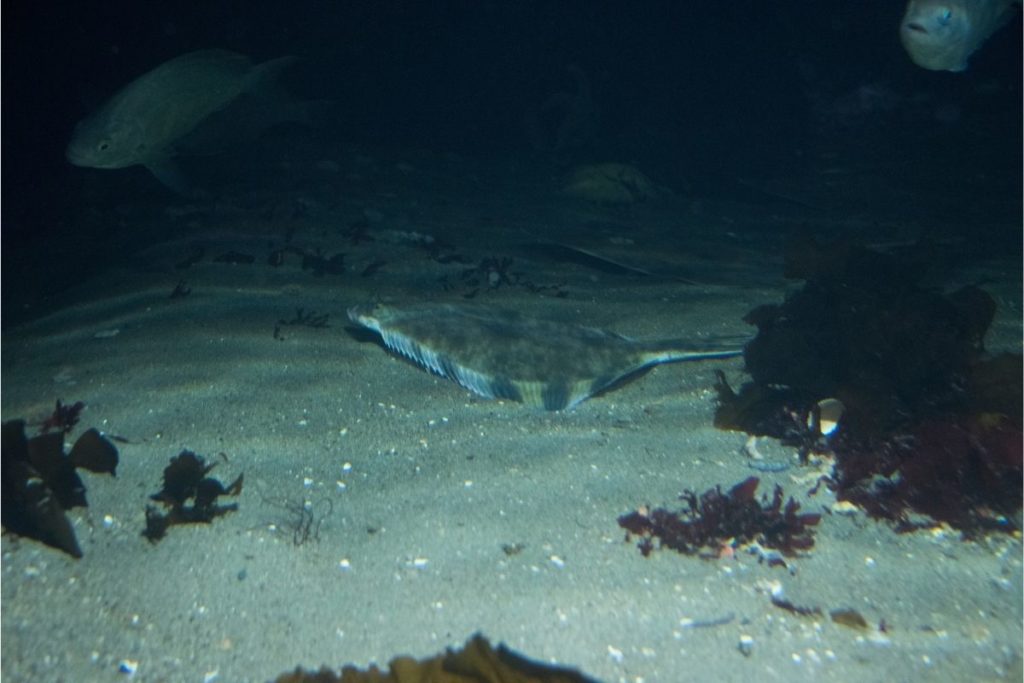 The Ultimate Guide On Bottom Feeder Fish Fish Species And