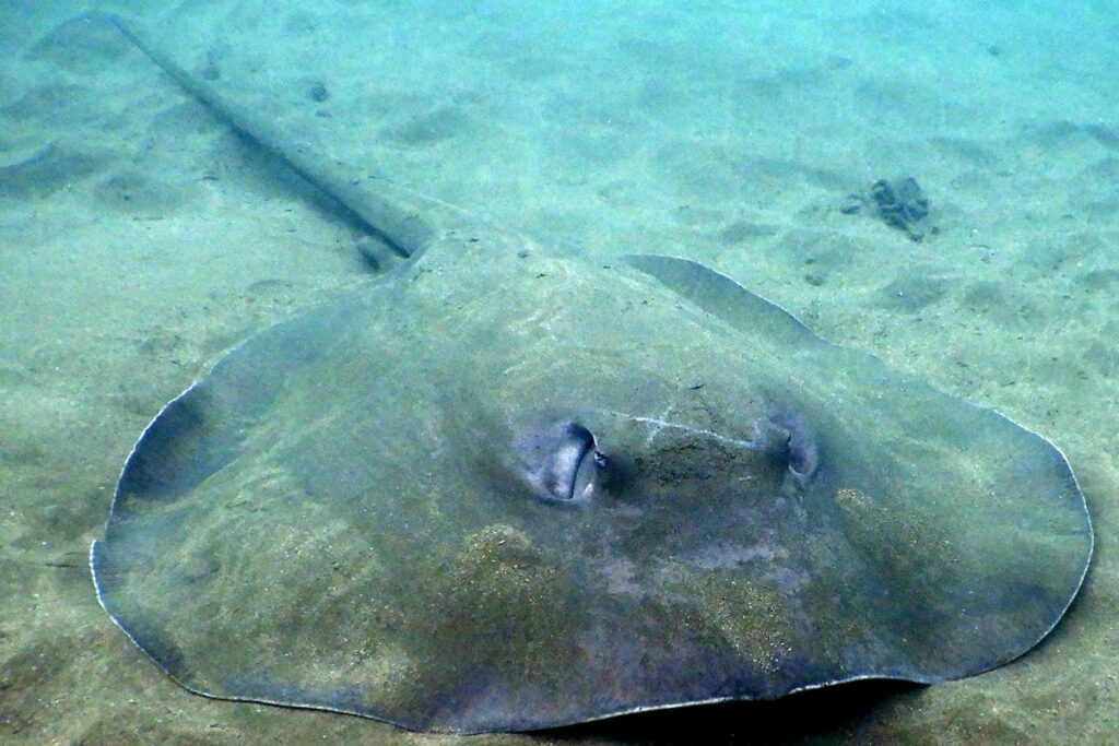 The Ultimate Guide On Bottom Feeder Fish Fish Species And