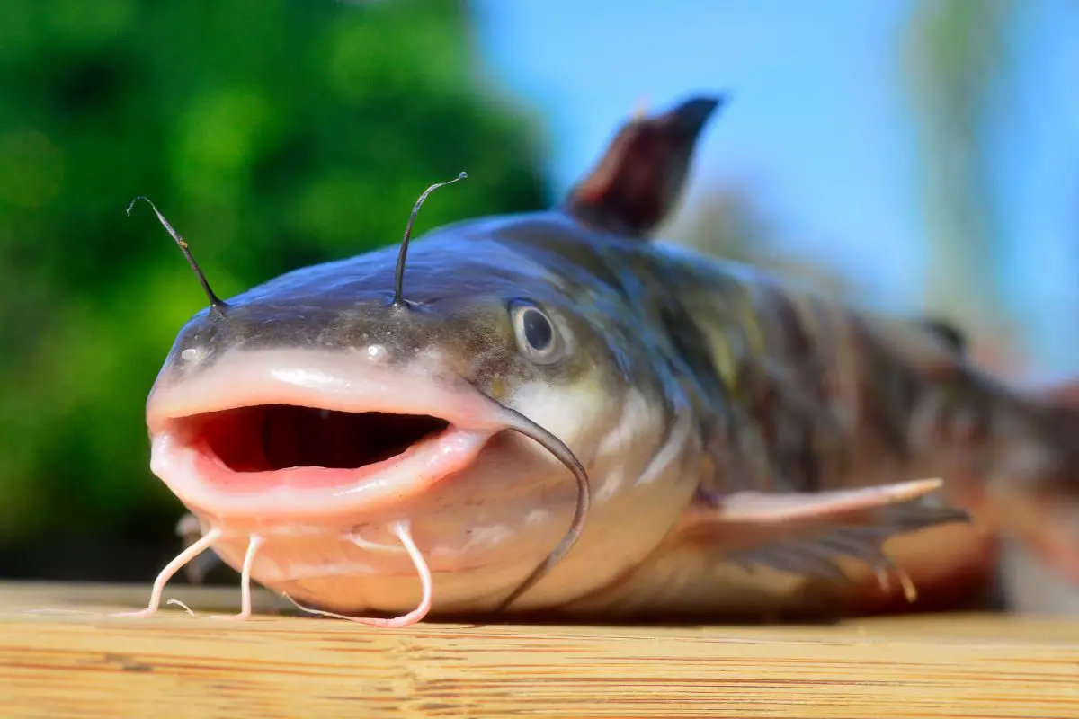 How Long Can Catfish Live Out Of Water? [Easy Read]