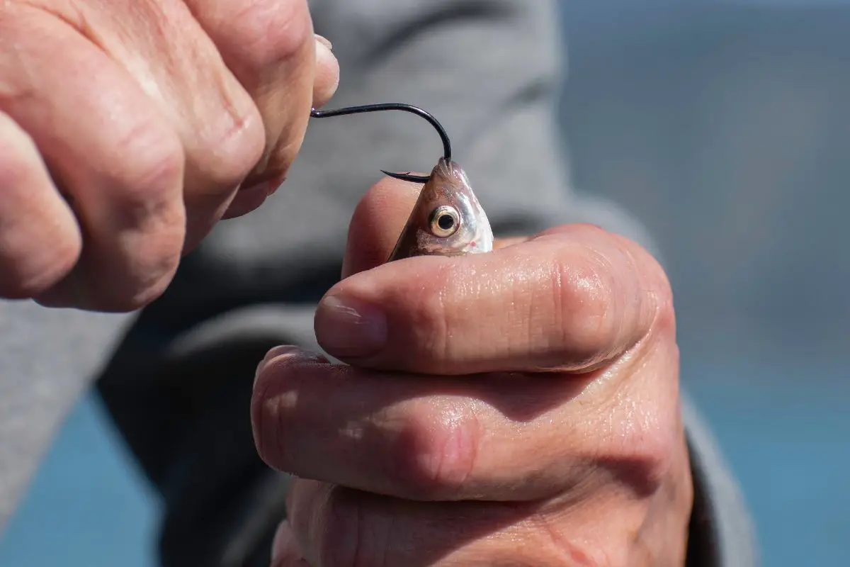 The Best Way You Can Catch Minnows