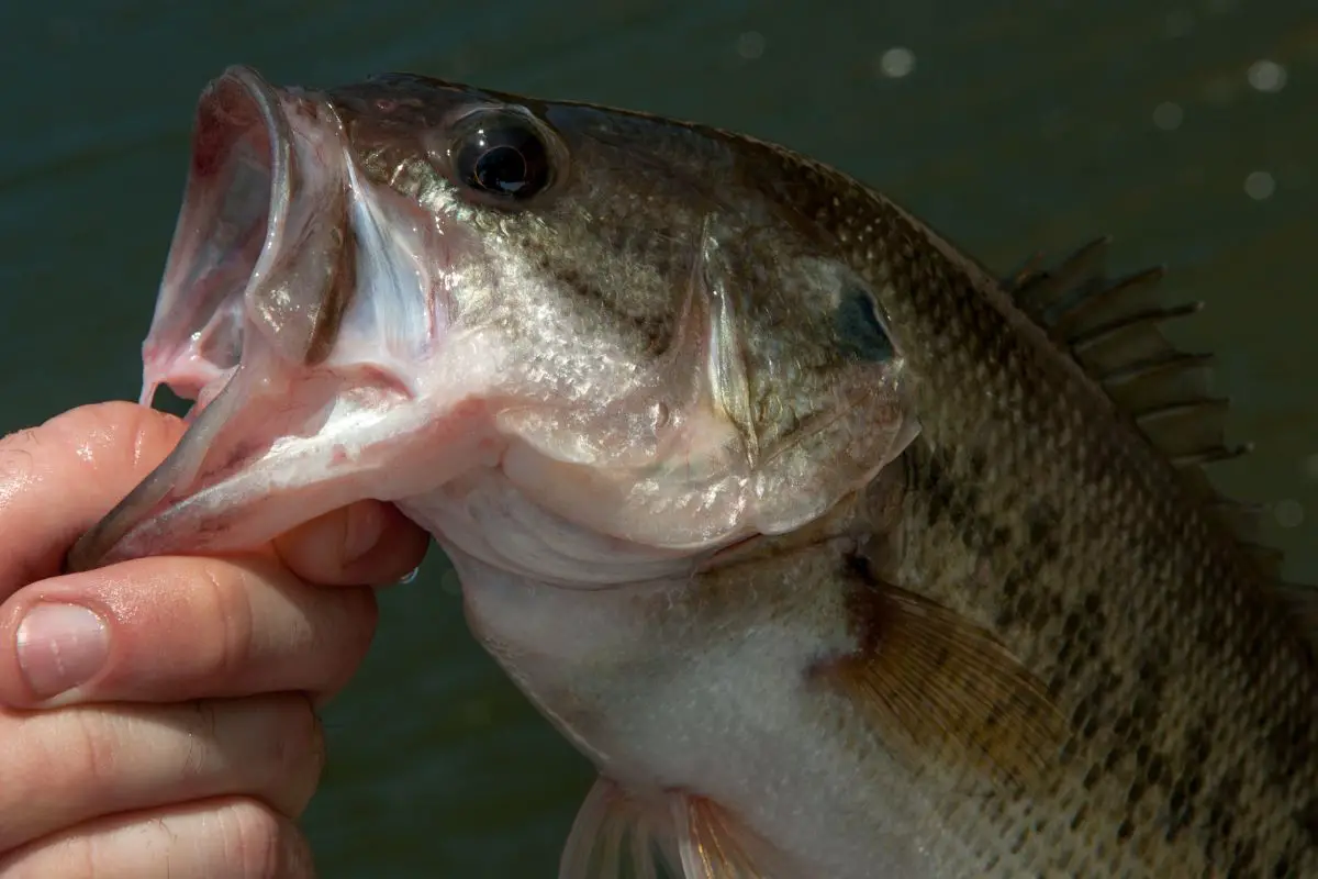 Bass fish being held by its lip