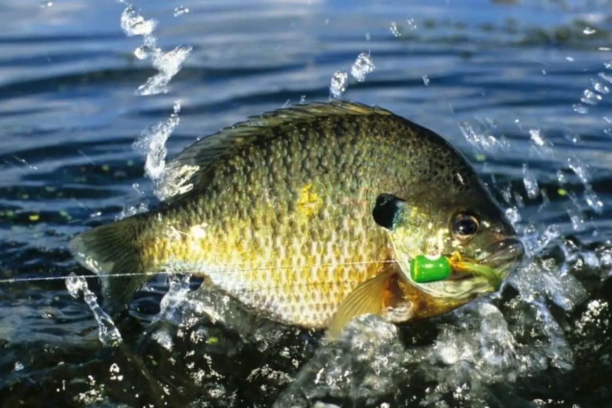 Where’s Best To Catch A Record Bluegill?