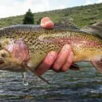 The 9 Most Important Trout Rigs