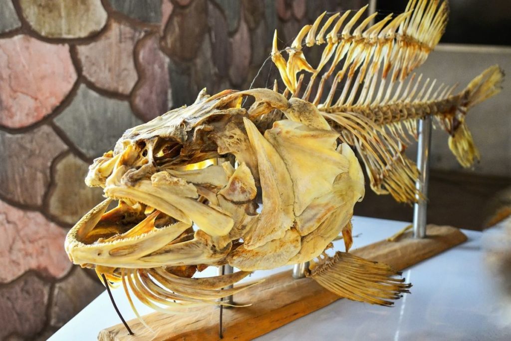 How Much Does Fish Taxidermy Cost? Guide] Irvine Lake