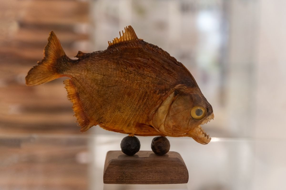 How Much Does Fish Taxidermy Cost (A Complete Guide)