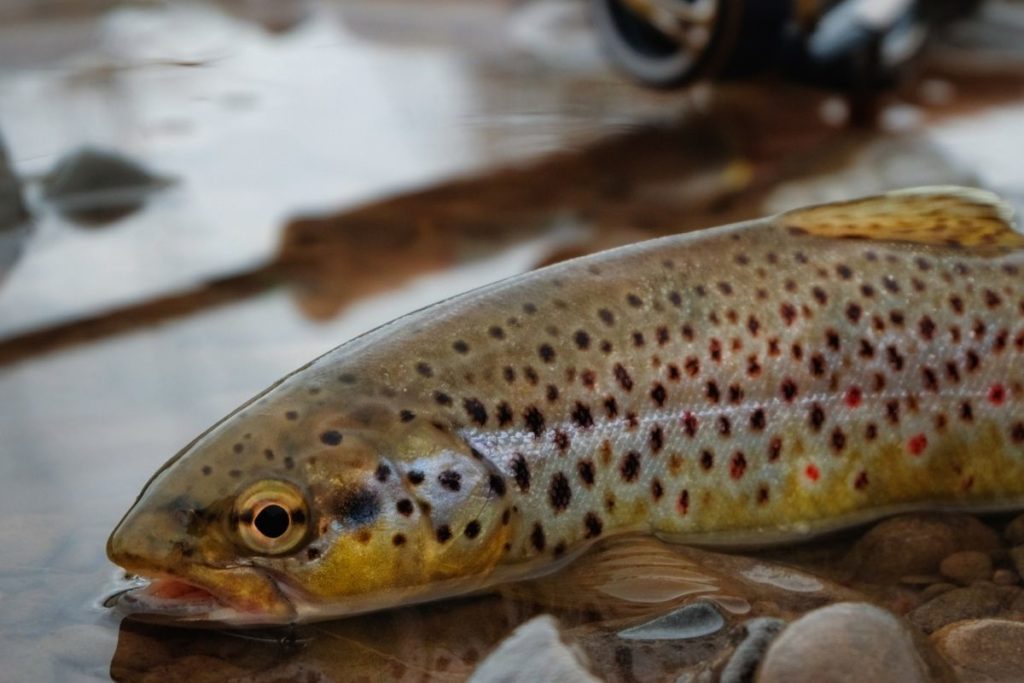 What Is The Palomino Trout? And How To Catch One Irvine Lake