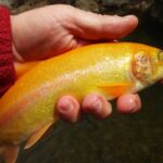 What Is The Palomino Trout? And How To Catch One