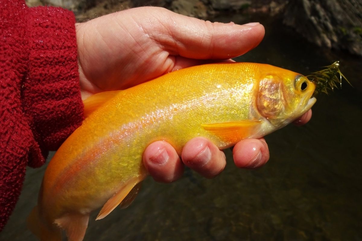 What Is The Palomino Trout And How To Catch One