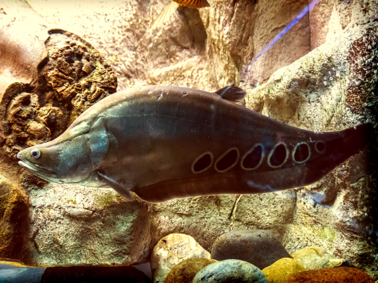 How to Catch Clown Knife Fish (Chitala Ornata) Irvine Lake