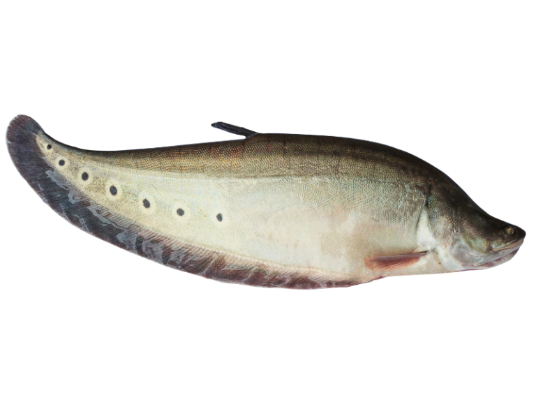 How to Catch Clown Knife Fish (Chitala Ornata) Irvine Lake