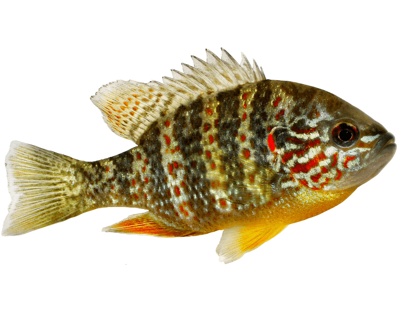 Pumpkinseed Fish Facts (Lepomis gibbosus) Irvine Lake