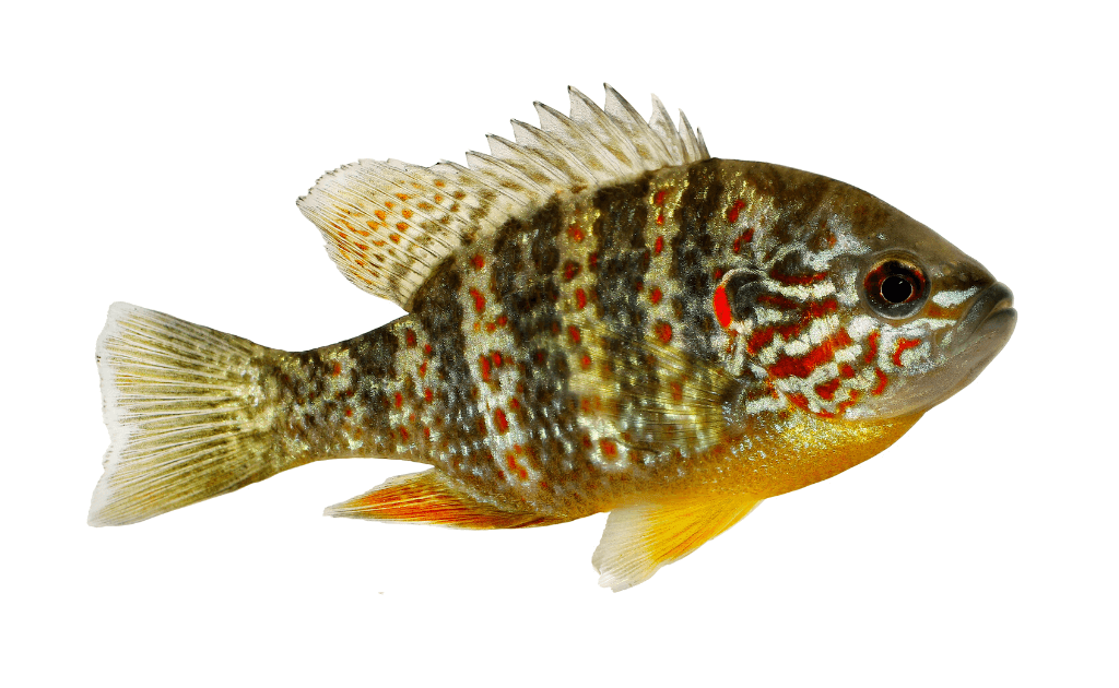 Pumpkinseed Fish on white background