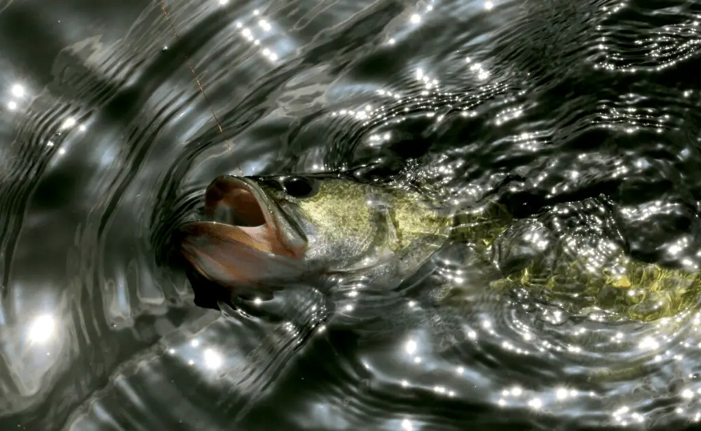 bass fish being dragged by fishing line through the water