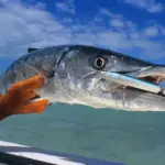 Can You Eat Barracuda Fish? [Is It Safe?]