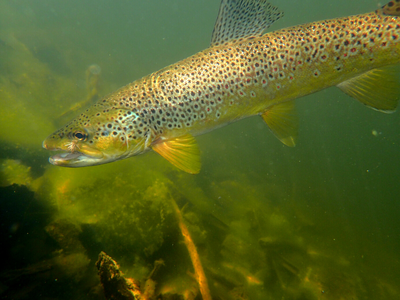 a brown trout fish swimming in stained water