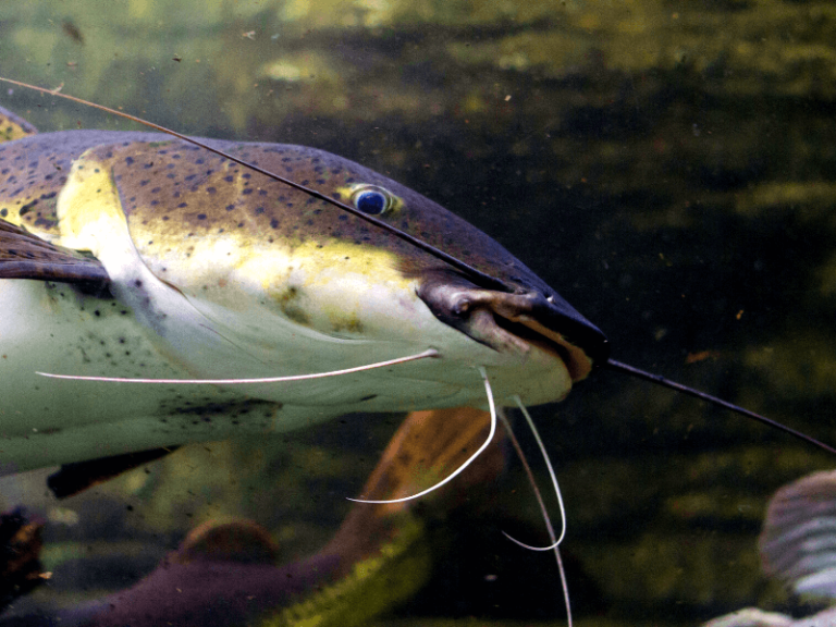 Do Catfish Dig Holes? Irvine Lake