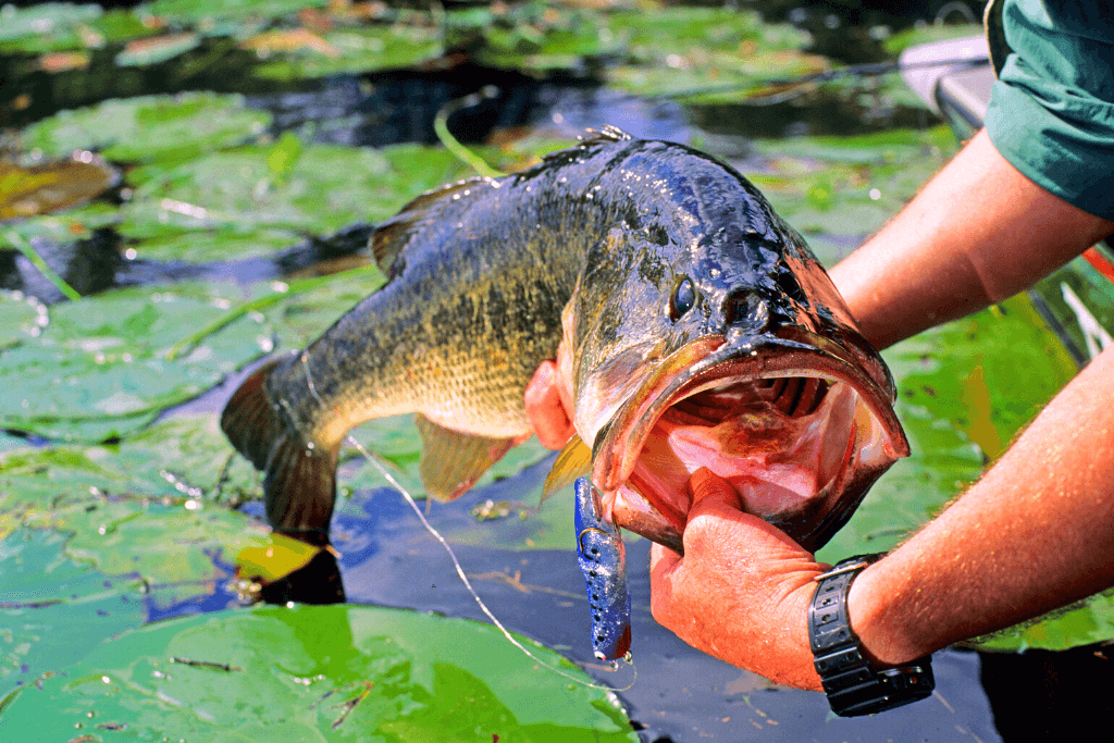 huge largemouth bass with mouth open being held by fisherman