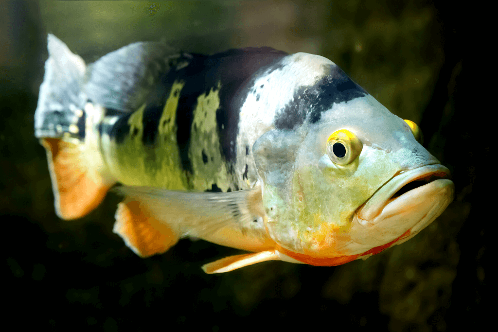 peacock bass in a aquarium