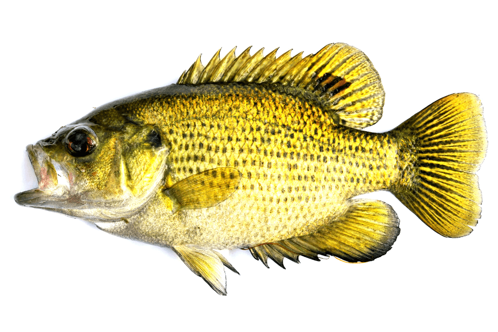 rock bass on a white background