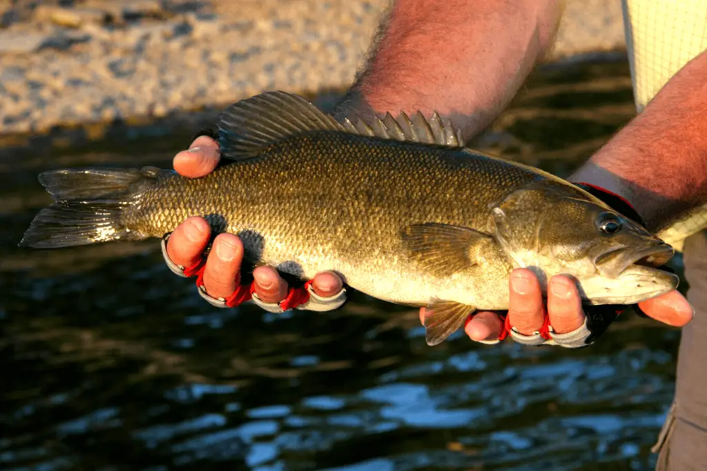 smallmouth bass being held by angler