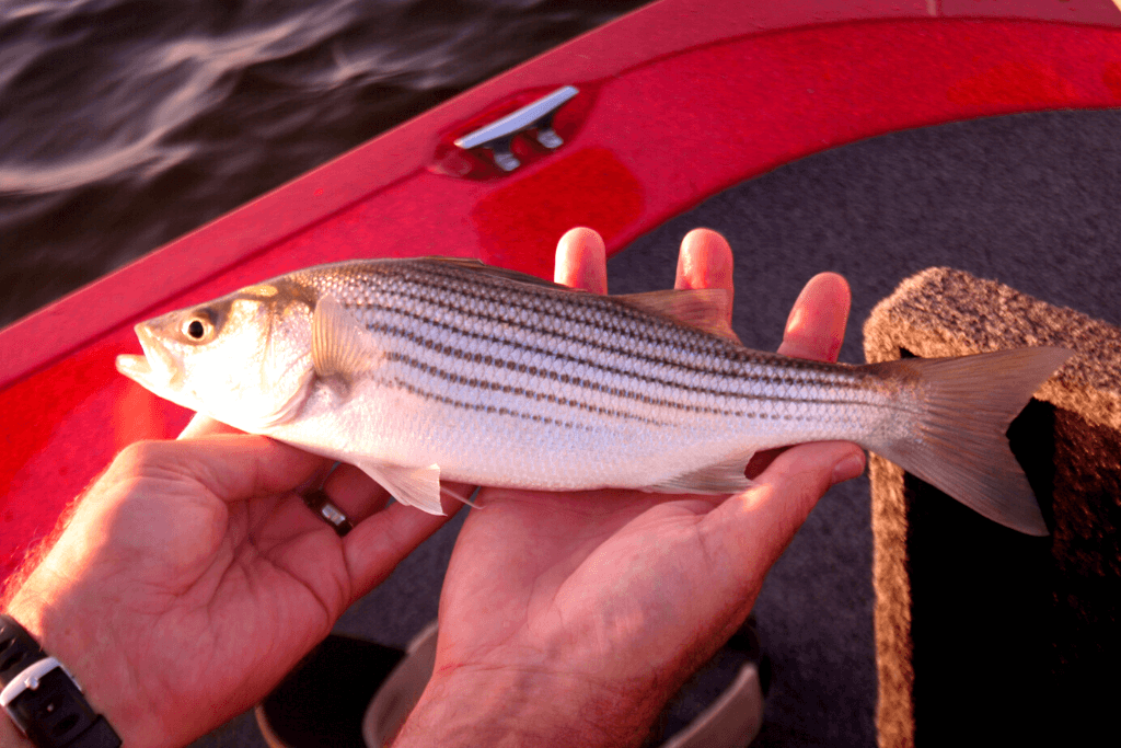 small striped bass in hands of fisherman on a boat