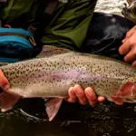 Fishing for Trout at Night [All You Need to Know]