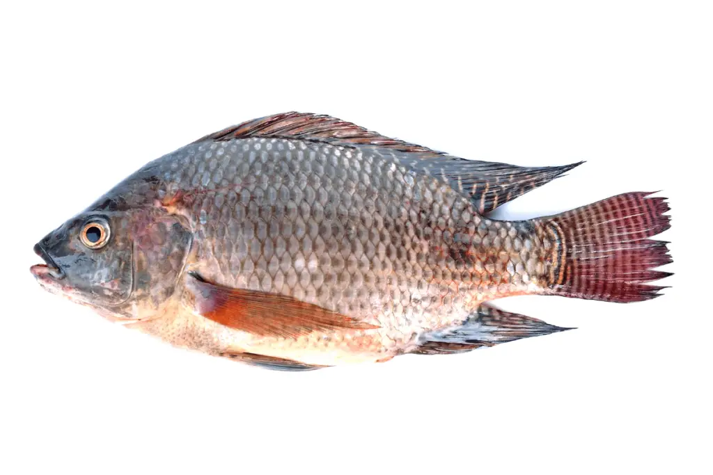 how-to-catch-tilapia