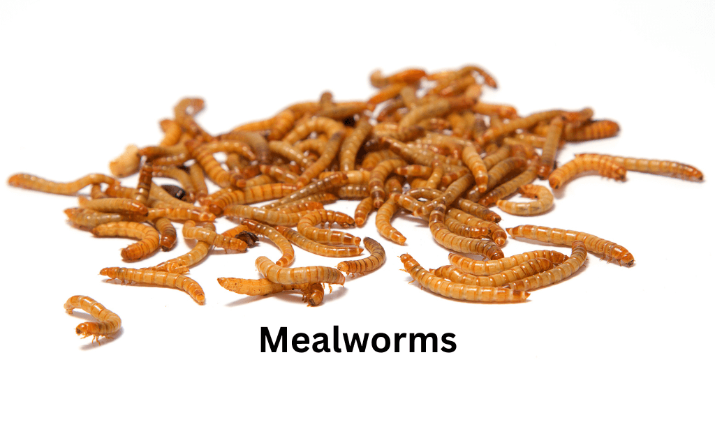 mealworms on white background
