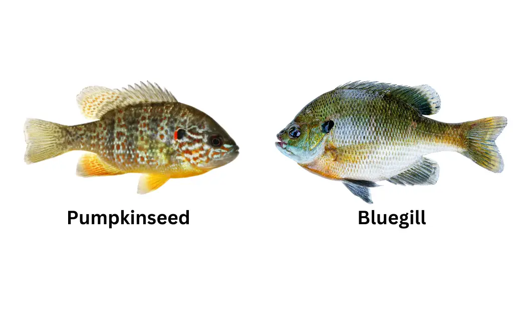 comparison photo of pumkinseed fish and bluegill fish