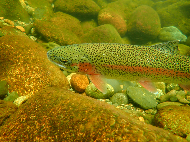 rainbow trout swimming in stained water