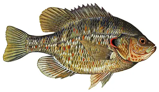 A illustrated drawing of a shell cracker fish
