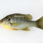 Shell Cracker Fish Facts (Lepomis microlophus)