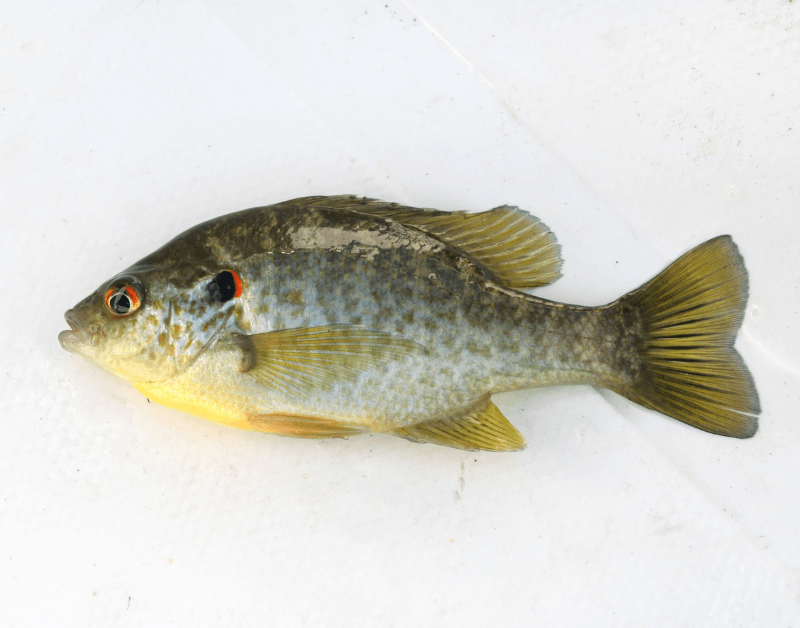 Shell Cracker Fish Facts (Lepomis microlophus) Irvine Lake