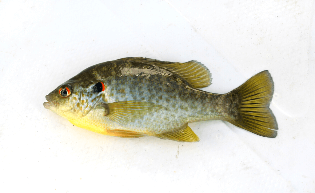 A shell cracker fish on a white background