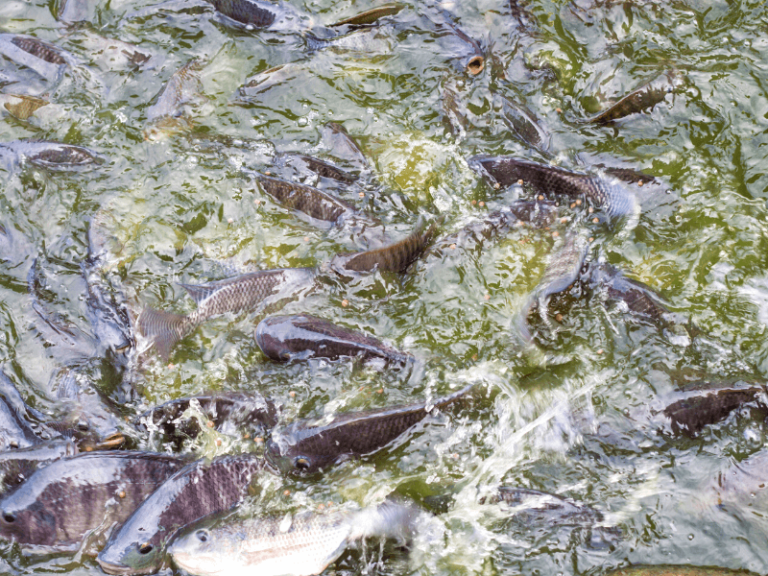 How to Catch Tilapia [StepbyStep Guide] Irvine Lake