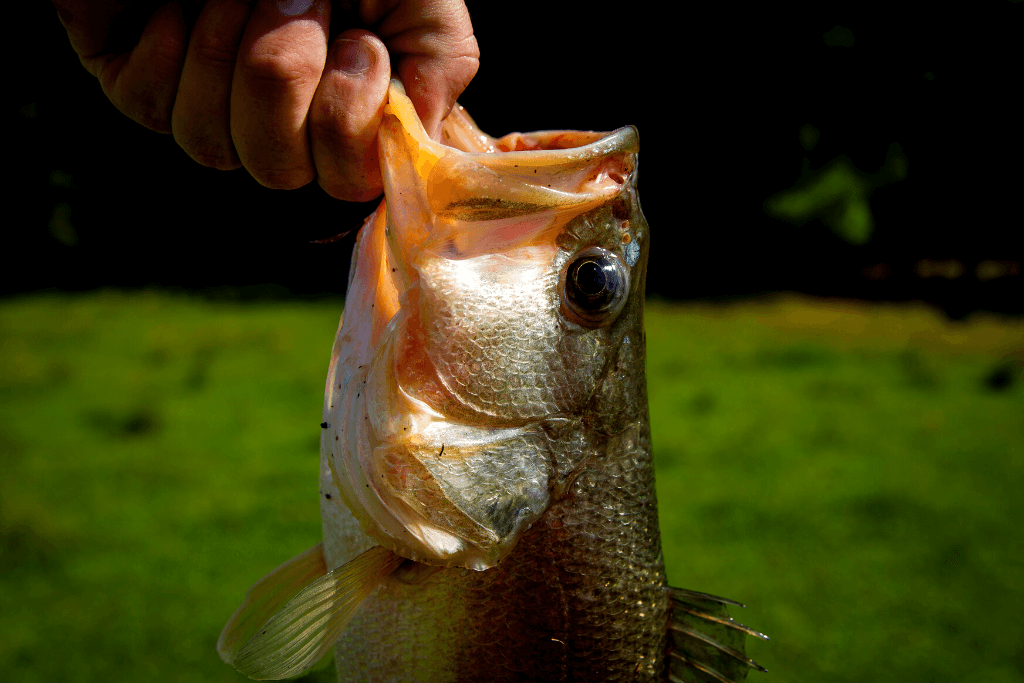 bass fish being held vertically by fisherman