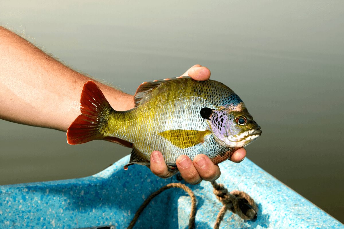 What Do Bluegill Eat? [A Guide to Help You Catch More] Irvine Lake