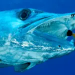 Barracuda Teeth Facts & Handling Tips (With Pictures)