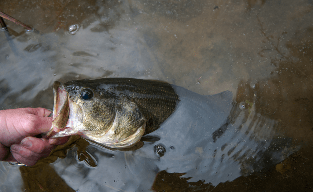largemouth bass in water being held by its lip